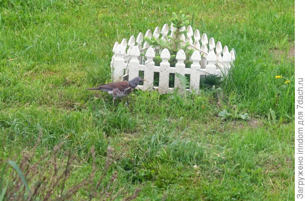 Ранняя гостья