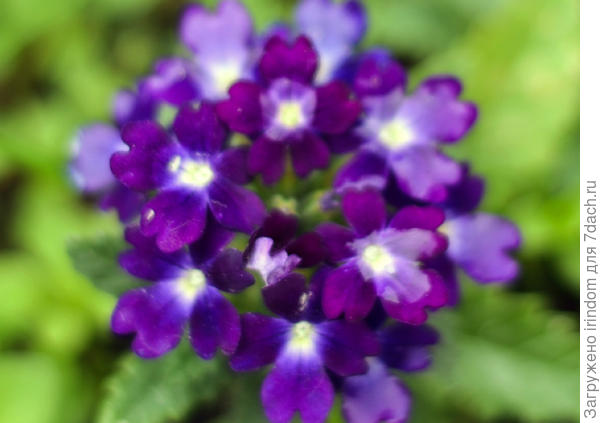 Фиолетовый