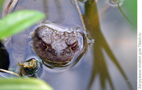 Обитательница нашего прудика