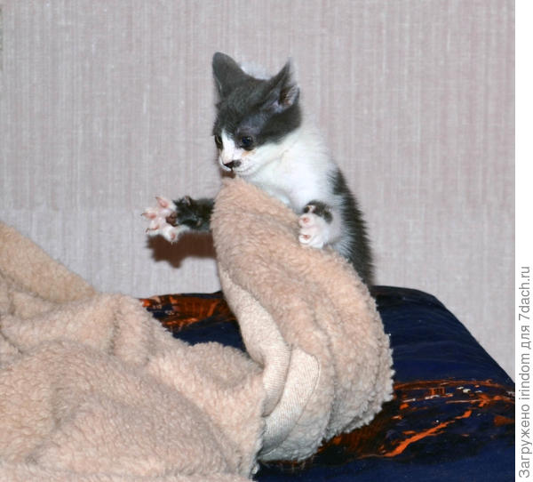 Перед сном еще и одеяло поправит)))