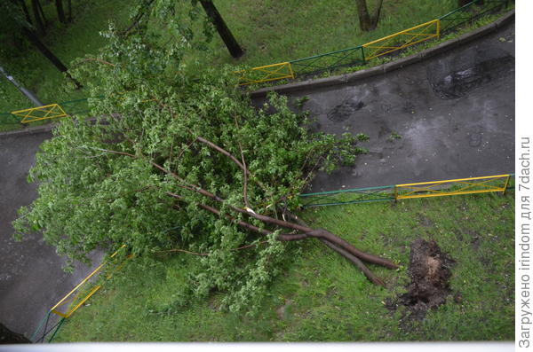 Před pár minutami tento strom blokoval výhled z oken ve třetím patře.
