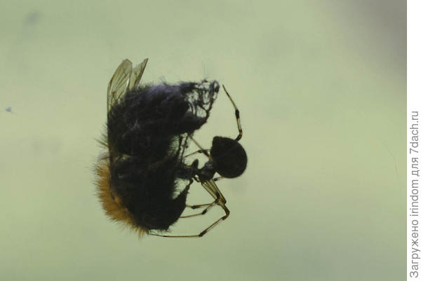 Естественный отбор