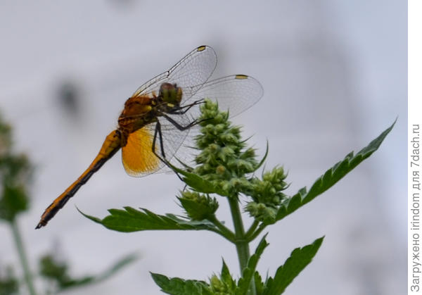 Золотистая красавица