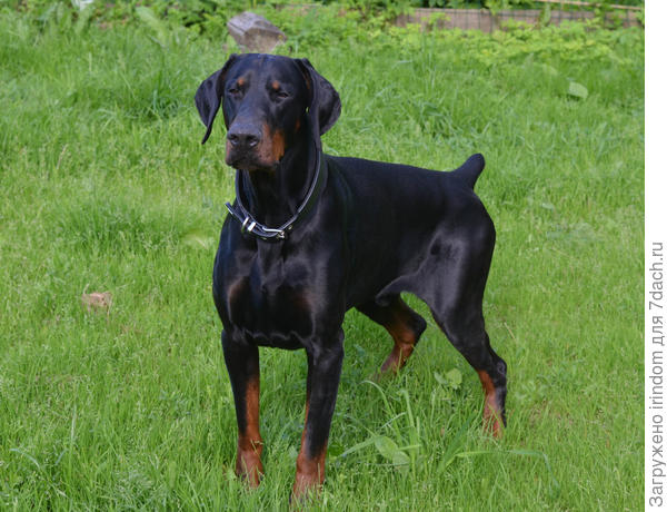 для своих &quot;просто Кузя&quot;)))