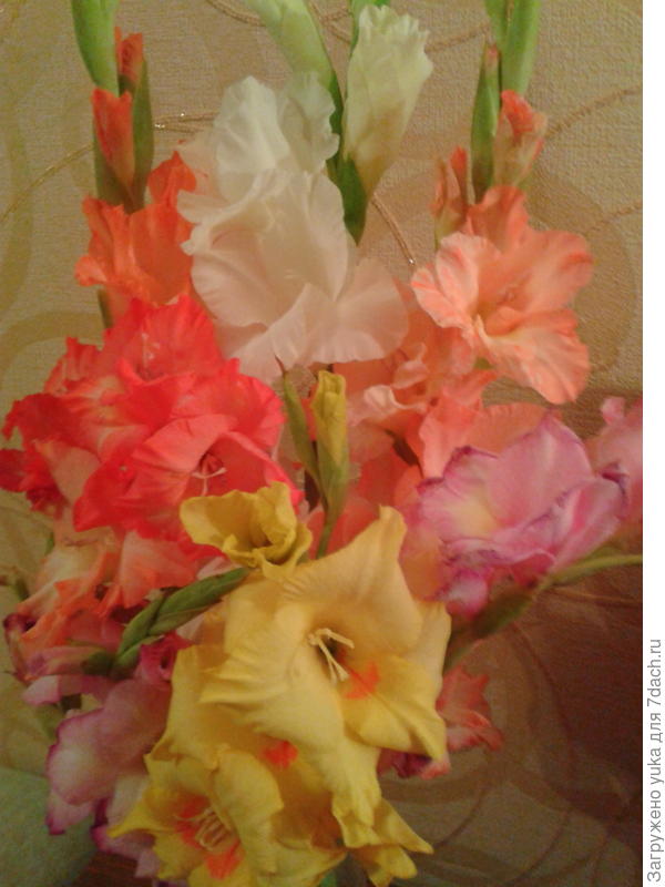Gladiolus