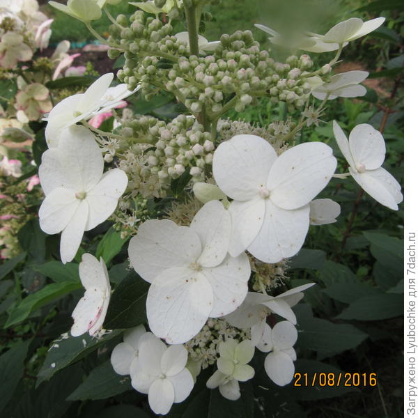 Метельчатая Даймонд Руж