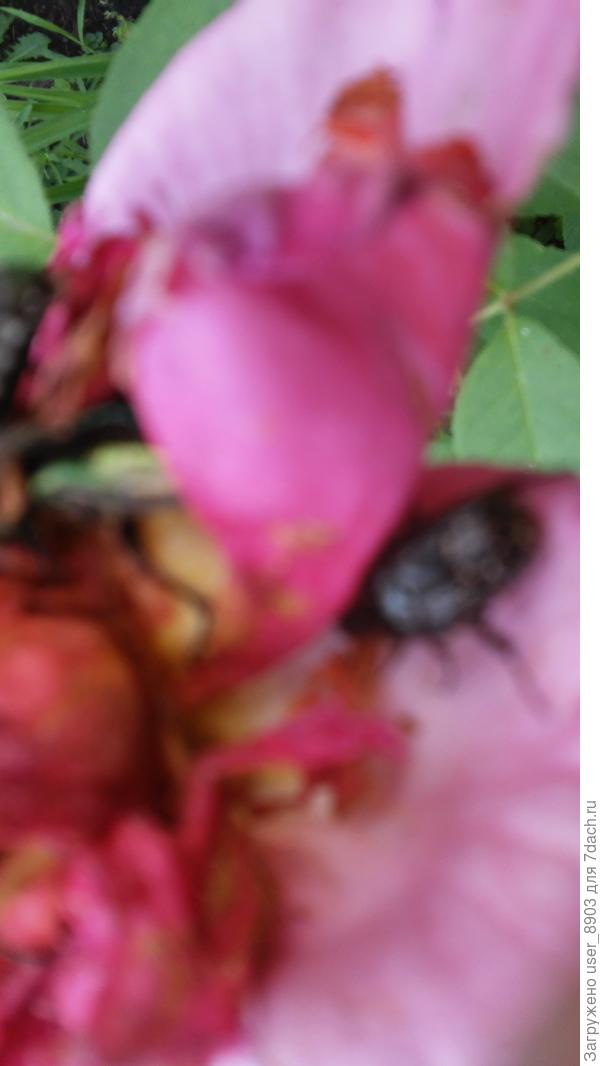 Жуки летят на розы и поедают цветы