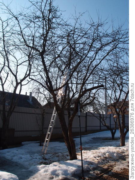 Весенняя обрезка деревьев