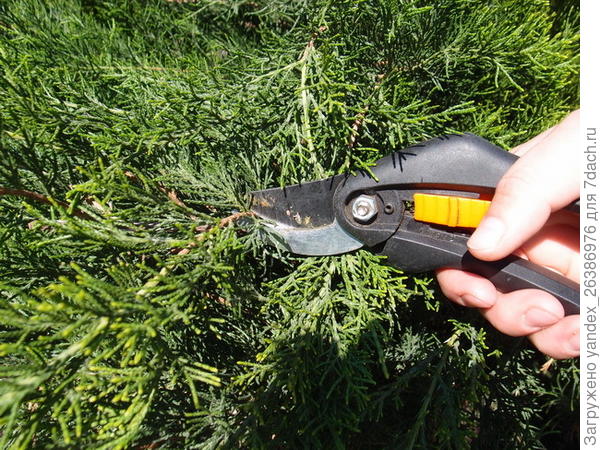 Весенняя, формирующая обрезка туи. Чтобы не было выпревания