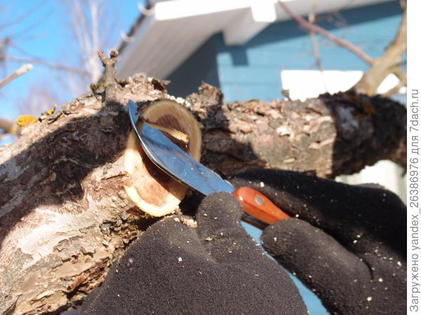 Зачистка спила , у большой спиленной ветки