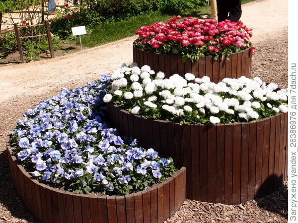 Маргаритка и виола