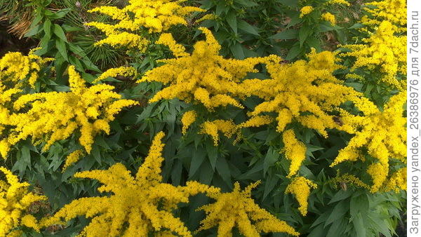 Золотарник цветет