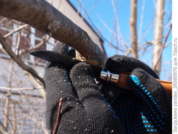 обработка спилов ножом