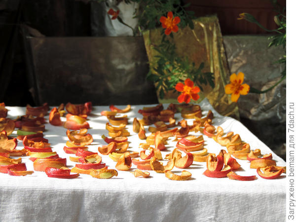 Быстро сохнут на солнце яблочки.