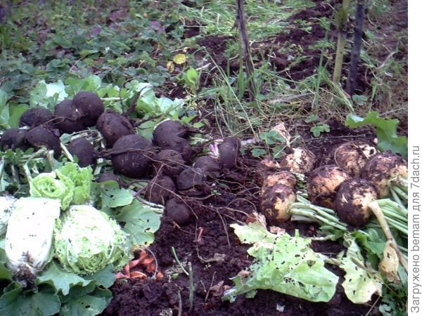 Урожай репы и чёрной редьки.