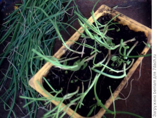 Подрезали рассаду лука.