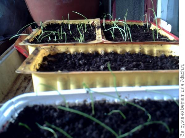 В стадии петелек.