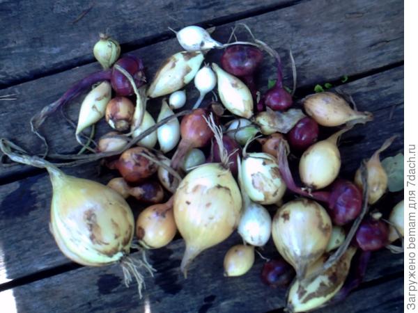 Урожай . Всю мелочь посадила под зиму. Дал хороший урожай.