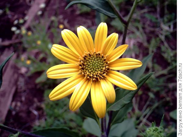 Вам цветочек топинамбура !