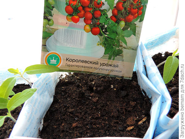 Вот такой &quot;Королевский урожай &quot; !