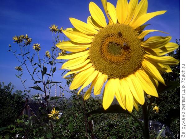 Солнышко улыбается !