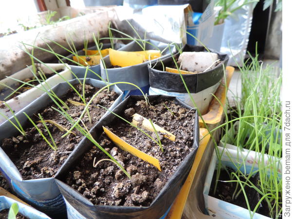 Пересадила ,подстригла... А вот большую часть только подстригла... Эксперимент )))))