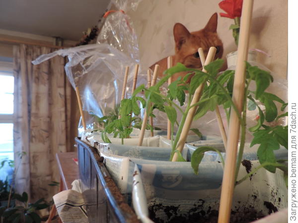 Проверяльщик пришел ))))