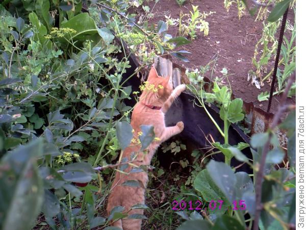 Там злая кошка.... Шипит... Знакомится не хочет !