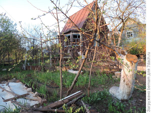 Пипинка проснулась !