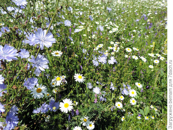 Синенький - цикорий.