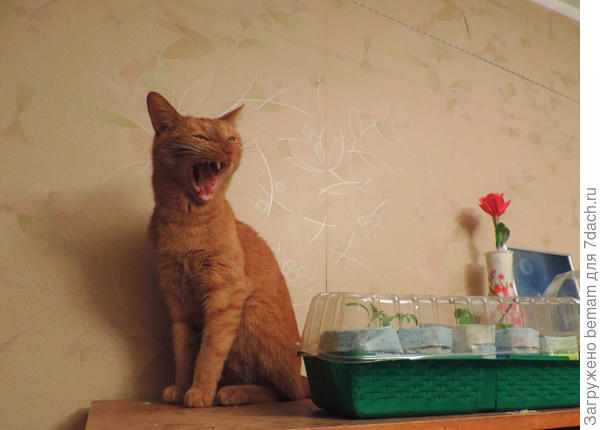 Рыжик песенку тебе поёт.