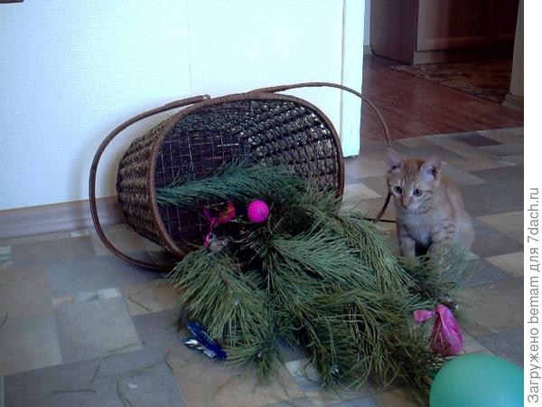 Перевернул корзину охотясь за шариком.