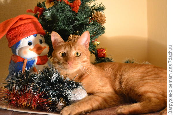 Рыжик с трофеем.