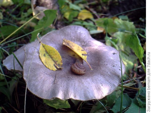 Вид сверху )))