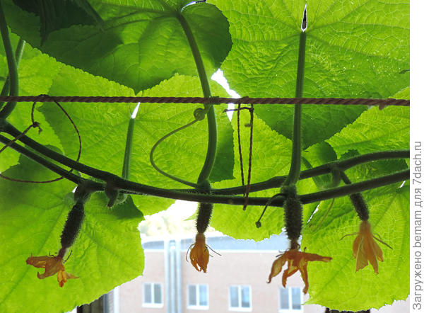 Огурчики на балконе.