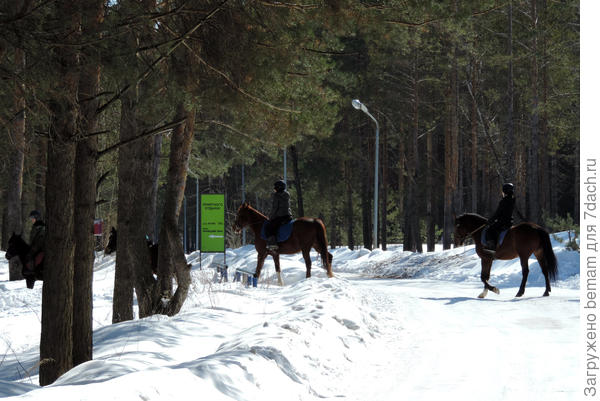 Утренняя прогулка. Мои девочки только смотрели...желание прокатиться не было