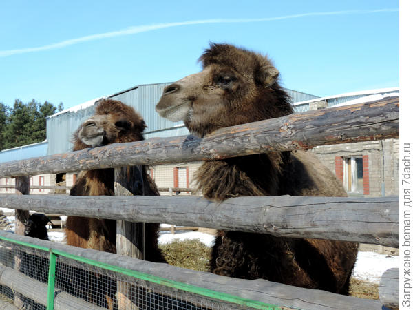 Можно было животных покормить.