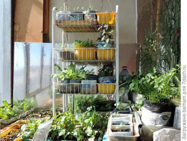 Всего понемножку.