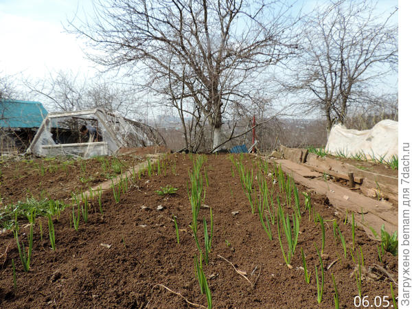 Грядка чеснока.