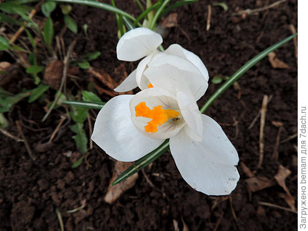 Крокус белый.