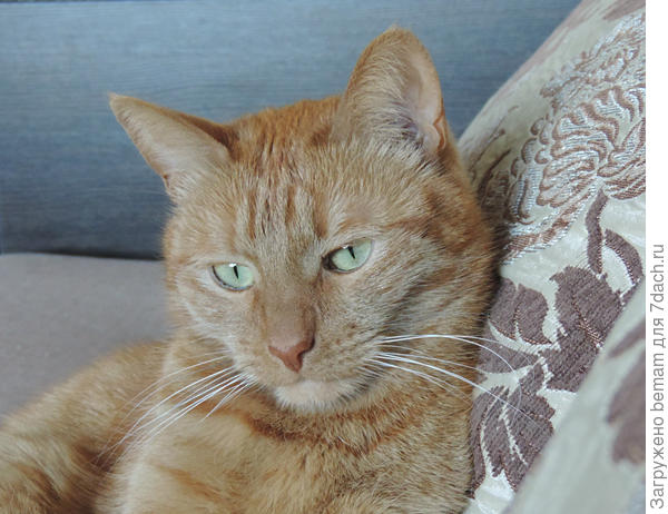 Думы думаю....