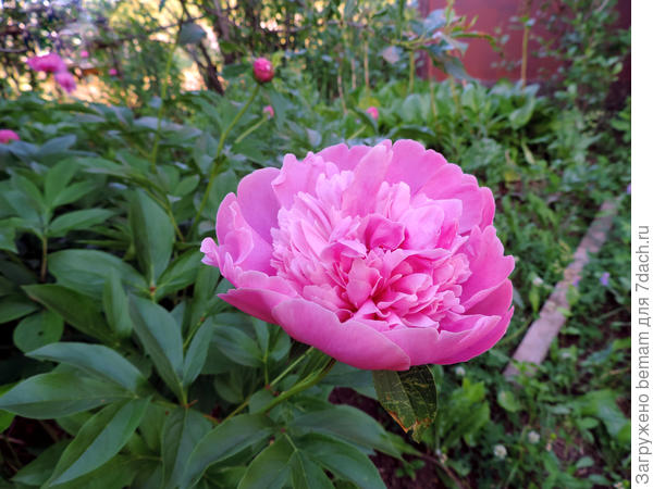 В тенёчке у дома.