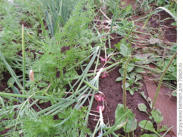 Перо у красного лука полегло.