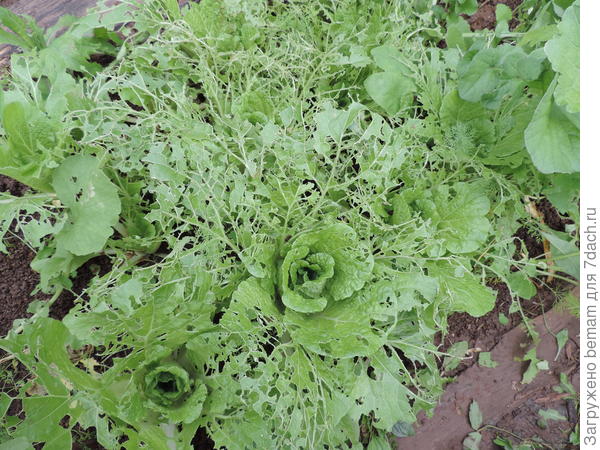 Видно слизни со всей округи сбежались на вкусные листочки салата ))))