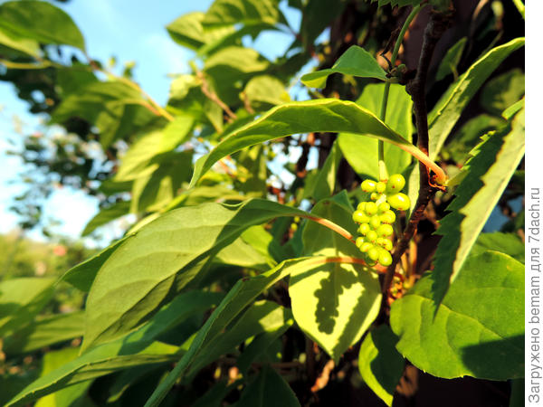 Завязались плоды лимонника.