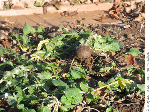 Подмороженная красавица.