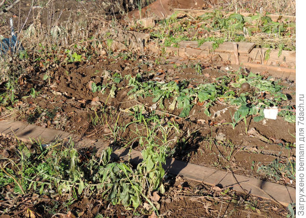 Строчку чёрной редьки прихватило морозом.