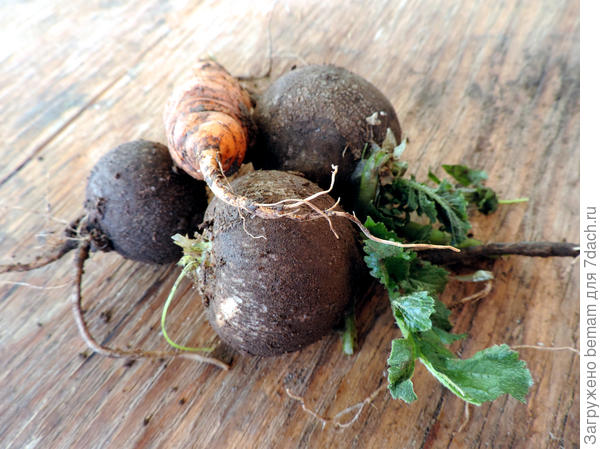 Плотненькая, поставила ведёрко с урожаем на балкон. Там ночью плюс 3. Пусть оттаивает медленно.