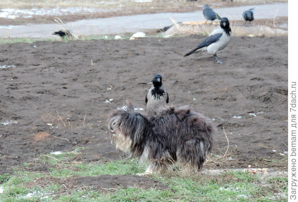 Куда...братки ещё не наелись.