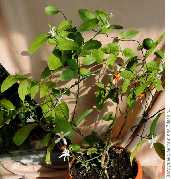 Я купила мандарин!!!